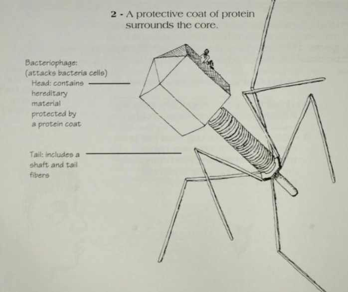 example of illustrations included in lyrical life science textbooks